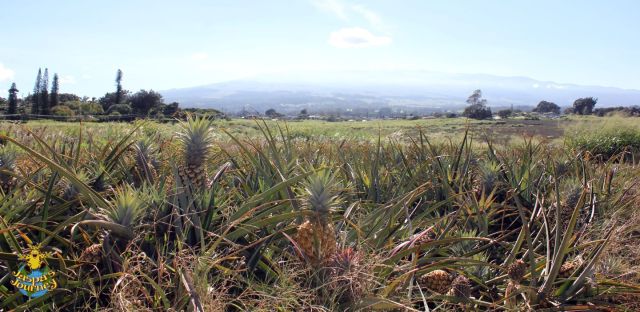Haleakala across the pineapple fields