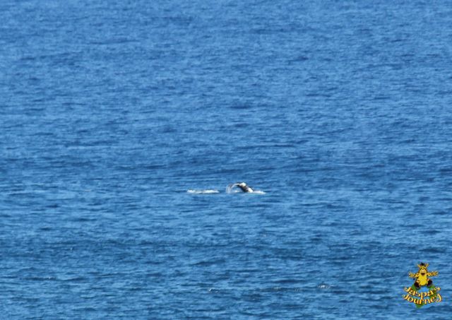 A Humpback whale off Makapu'u Point