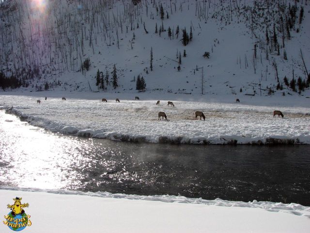 More deer beside the Madison River
