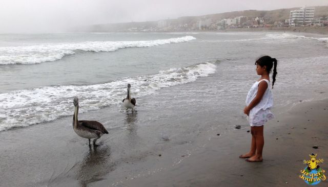 A local girl saying 'hi' to a pair of Peruvian Pelicans